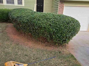 Vince L.'s Bush Trimming service result