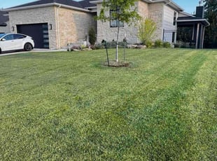 Pat M.'s turf care service result