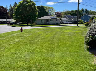 Leye A.'s turf maintenance service result