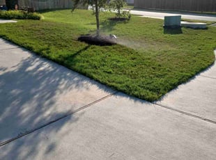 Daniel D.'s grass maintenance service result