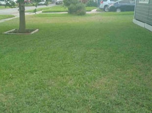 Tomi T.'s turf maintenance service result