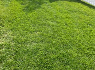Sopida T.'s lawn care service result