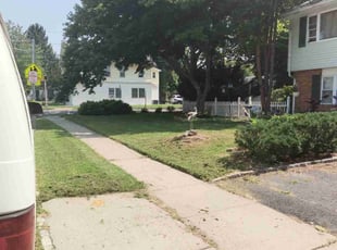 Michael S.'s turf care service result