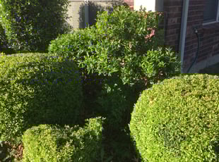 Margaret E.'s Bush Trimming service result