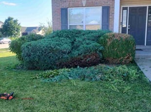 Rena R.'s Bush Trimming service result