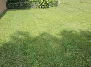 Dominique A.'s grass cutting service result