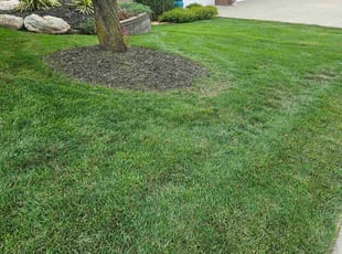 Lynn H.'s Leaf Removal service result