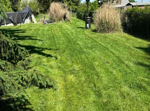 Kevin S.'s turf care service result