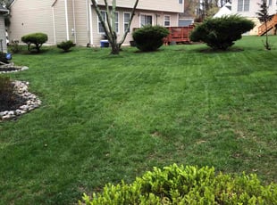 Laura G.'s turf maintenance service result
