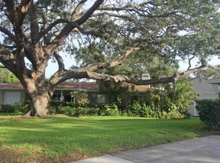 David N.'s lawn maintenance service result