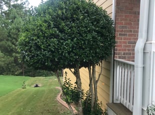 Rukayat S.'s Bush Trimming service result