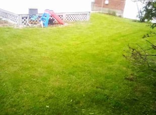 Taurus M.'s lawn service service result