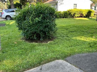 Gino G.'s turf care service result