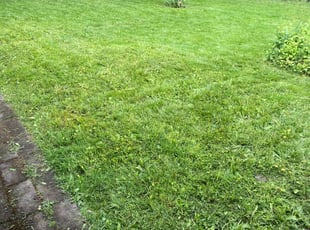 Dane C.'s turf maintenance service result