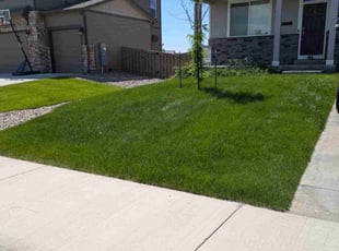 Navin P.'s turf maintenance service result