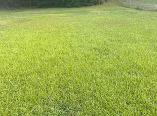 Cassandra M.'s grass maintenance service result