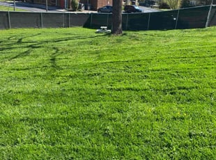Dan C.'s grass maintenance service result