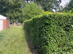 Marion G.'s Bush Trimming service result