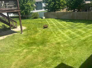 Vanessa A.'s turf care service result