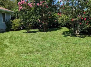 Tavis H.'s turf care service result
