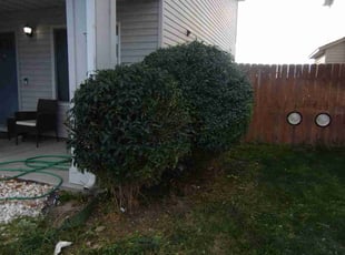 Deb S.'s Bush Trimming service result