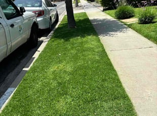 Derrick L.'s grass cutting service result