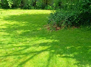 Mr B.'s lawn maintenance service result