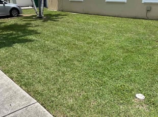 Floli D.'s lawn care service result