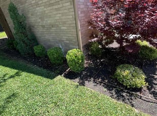 Michelle W.'s Bush Trimming service result