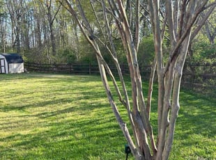 Arlene O.'s lawn service service result