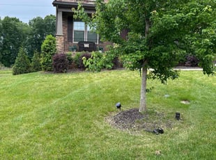 Dane C.'s lawn maintenance service result