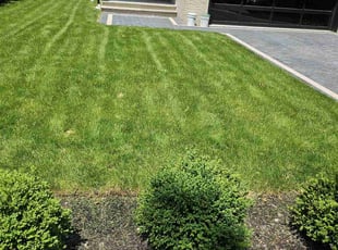 Helen W.'s turf care service result