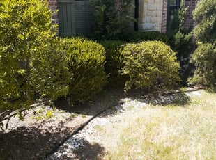 Darrel D.'s Bush Trimming service result