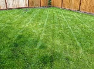 Mali T.'s lawn maintenance service result