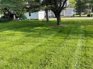 Michael P.'s grass cutting service result