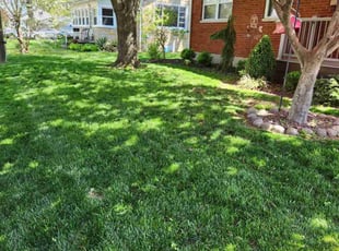 Angela R.'s lawn care service result