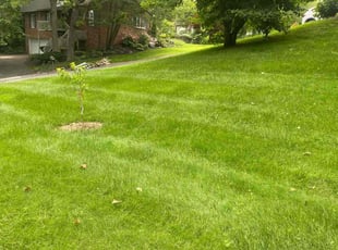 Liz M.'s turf maintenance service result