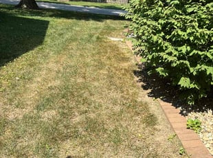 Jim B.'s grass maintenance service result