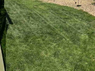 Gene S.'s grass cutting service result