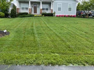 Dmitri -.'s Long Grass Cleanup service result