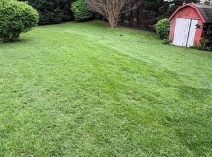 Amy D.'s turf care service result