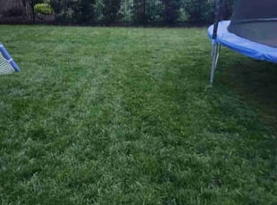 Javier T.'s turf care service result