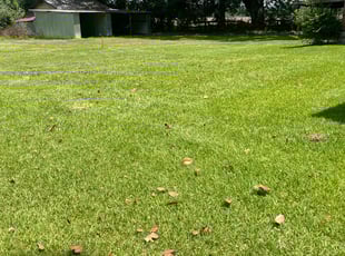 Cari M.'s grass maintenance service result