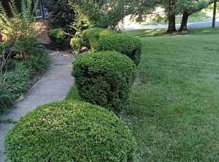 Bernadette C.'s Bush Trimming service result