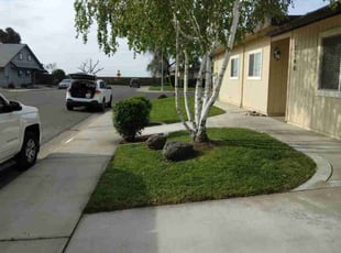 Dominique M.'s grass maintenance service result