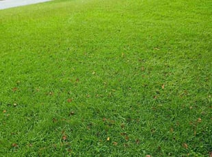 Rosalyn W.'s Bush Trimming service result