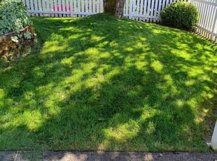 Ty L.'s turf maintenance service result