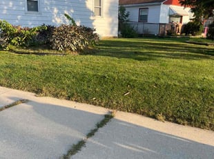 Anne M.'s turf care service result