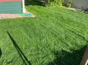 Katrina I.'s lawn service service result