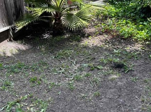 Carl B.'s Bush Trimming service result